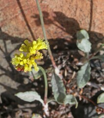Eriogonum brevicaule nanum