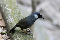 Pterorhinus chinensis