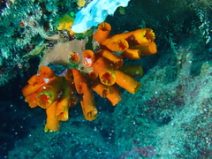 Tubastraea