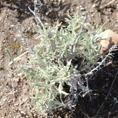 Pseudognaphalium beneolens