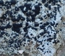 Lecidella