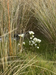 Gentianella bellidifolia