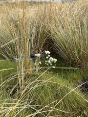 Gentianella bellidifolia