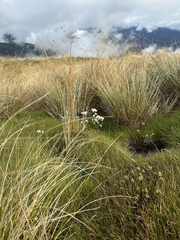 Gentianella bellidifolia