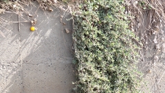 Atriplex maximowicziana