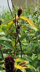 Lonchura leucogastroides