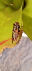Duomyia