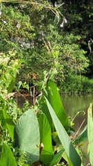 Lonchura leucogastroides