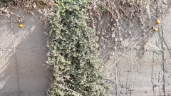 Atriplex maximowicziana