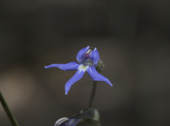 Lobelia gibbosa