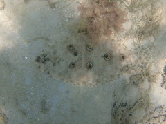 Pseudorhombus jenynsii