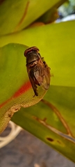 Duomyia
