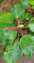 Acalypha hispida