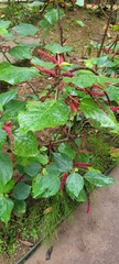 Acalypha hispida