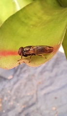 Duomyia