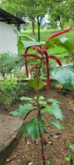 Acalypha hispida