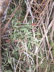 Plagiothecium undulatum