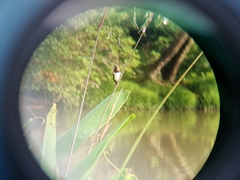 Lonchura leucogastroides