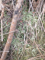 Plagiothecium undulatum