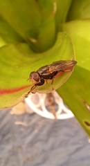 Duomyia