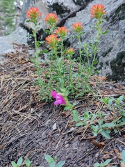 Castilleja applegatei