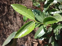 Camellia sinensis