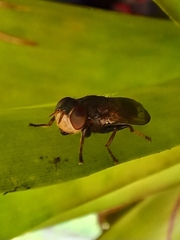 Duomyia
