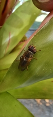Duomyia