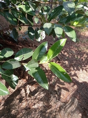 Camellia sinensis