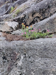 Castilleja applegatei
