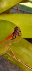 Duomyia