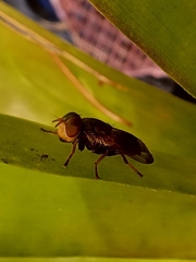 Duomyia