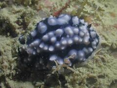 Phyllidiella