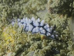 Phyllidiella