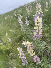 Lupinus arbustus
