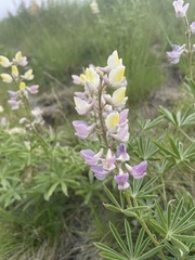 Lupinus arbustus