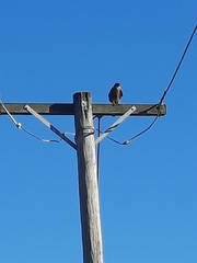 Falco novaeseelandiae