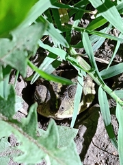 Rhinella dorbignyi