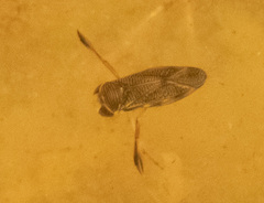 Corixinae