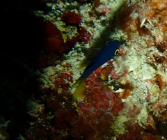 Pomacentrus flavioculus