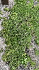 Caryophyllales