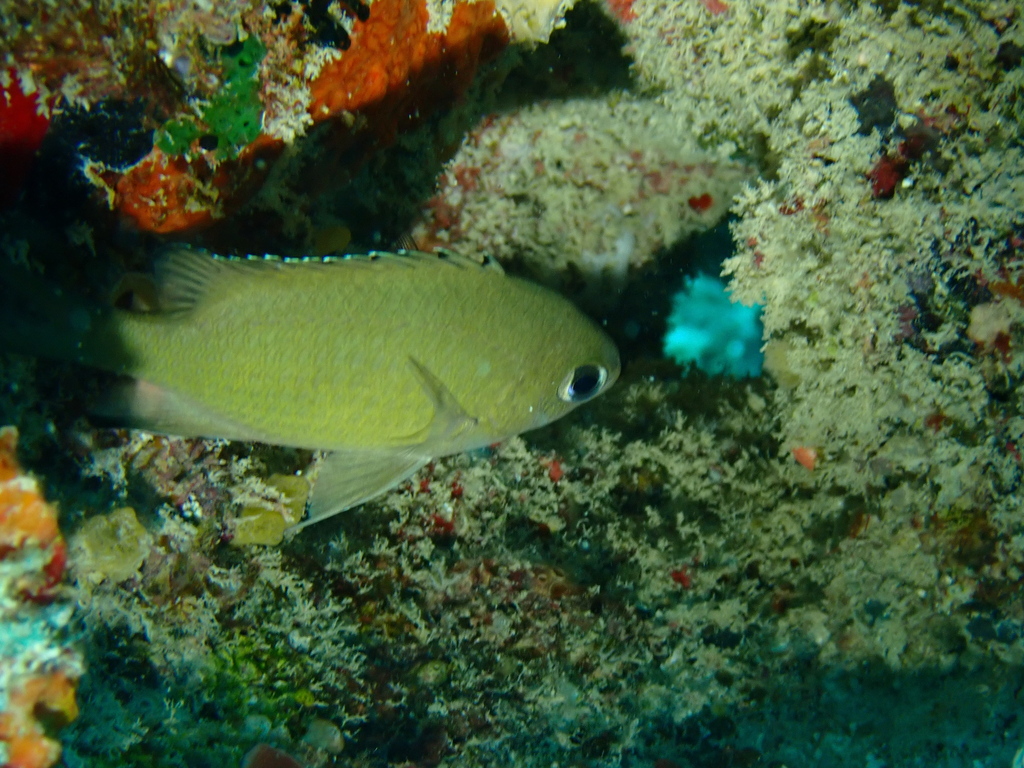 Brown chromis