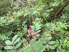 Indigofera hendecaphylla