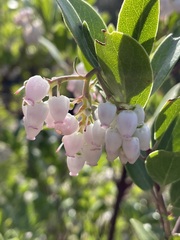 Arctostaphylos × media