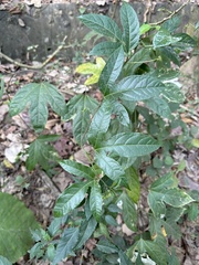 Momordica cochinchinensis