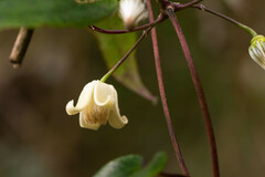 Clematis henryi