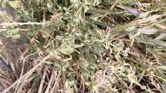 Achyranthes indica