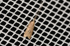 Lecithocera imprudens