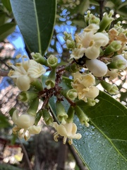 Viburnum odoratissimum