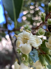 Viburnum odoratissimum